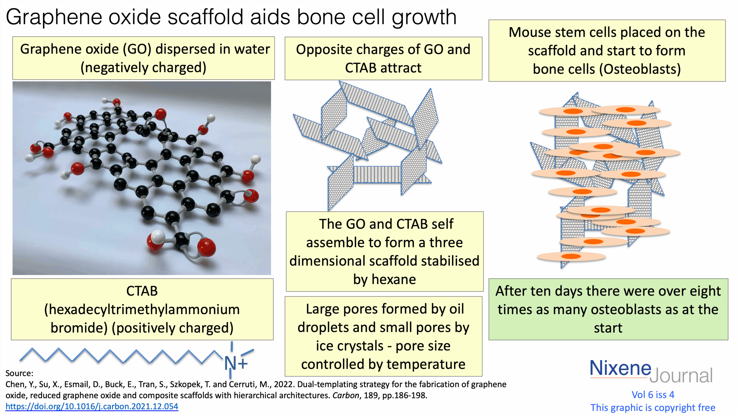 v6 i4 Graphene oxide scaffold aids bone cell growth