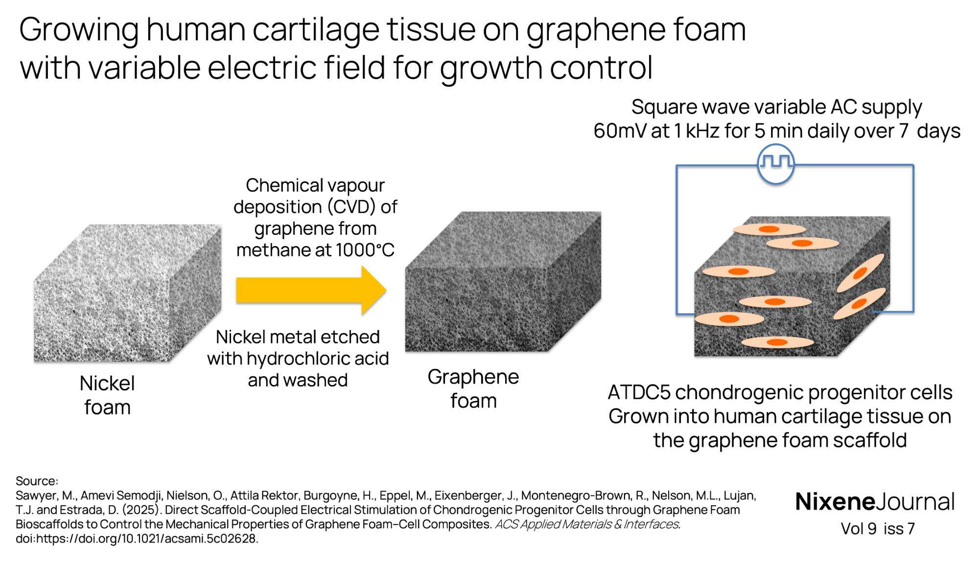 v9 i7 Growing human cartilage tissue on graphene foam